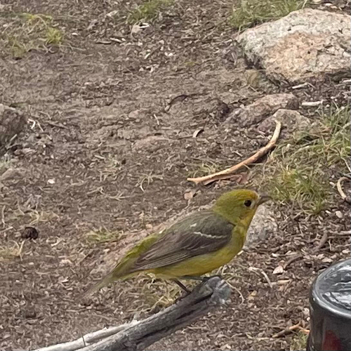 iNaturalist observation photo of Western Tanager