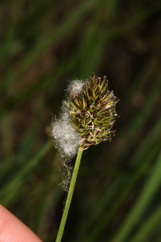 Carex microptera, photograph 4