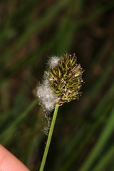 Carex microptera, photograph (c) Austin Saunders, some rights reserved (CC BY)