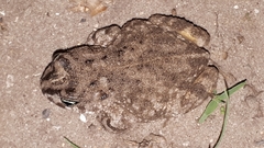 Vandijkophrynus angusticeps