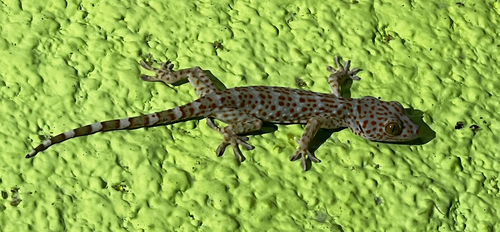Gekko gecko