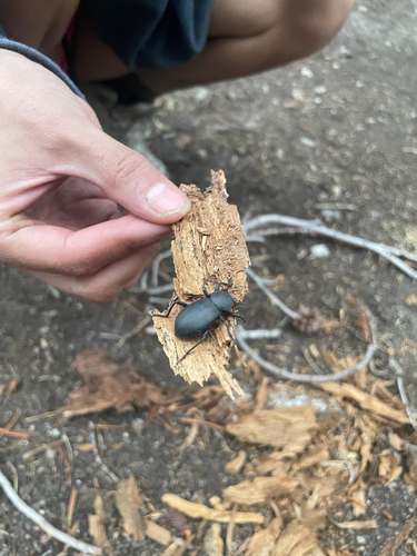 iNaturalist observation photo of California Broad-necked Darkling Beetle
