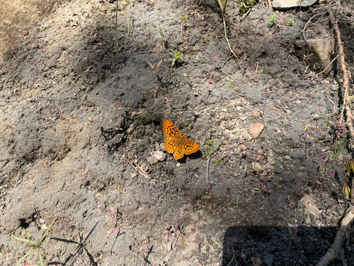 iNaturalist observation photo of Great Basin Fritillary
