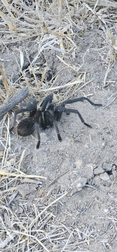 Steindachner's Ebony Tarantula photo 5