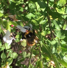 Bombus opifex