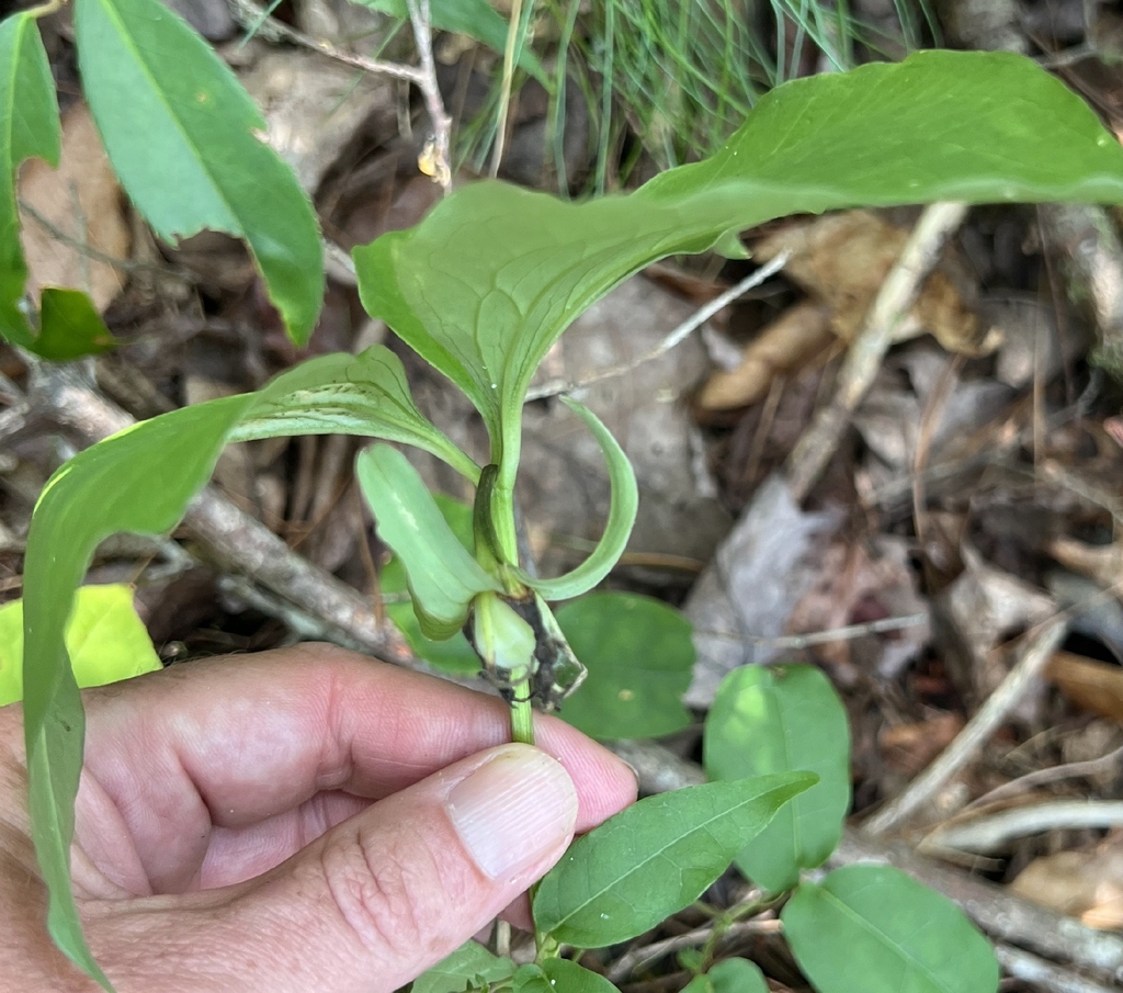 Trillium catesbaei; photograph (c) willingarden, some rights reserved (CC BY)