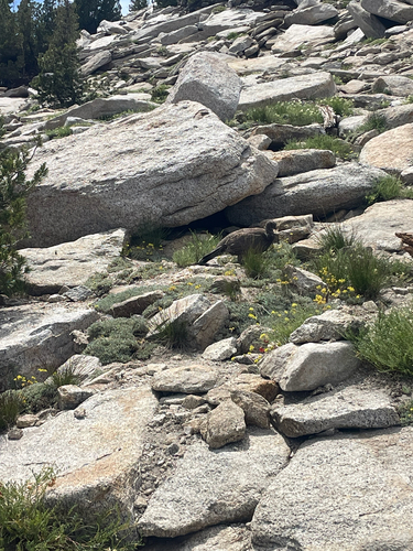 iNaturalist observation photo of Sooty Grouse