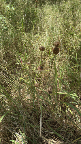 Leonotis nepetifolia observed 2026-07-02