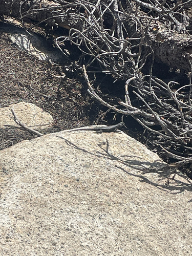 iNaturalist observation photo of Spiny Lizards