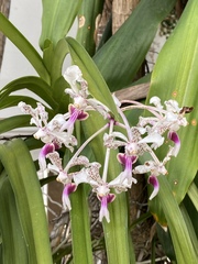 Vanda tricolor
