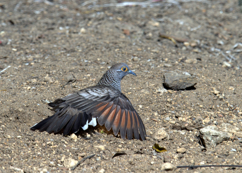 Barred Dove