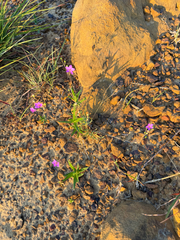 Phemeranthus parviflorus, photograph (c) Brandon Corder, some rights reserved (CC BY)