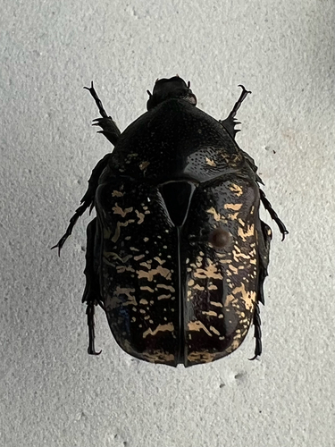 Protaetia brevitarsis