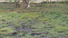 Caltha palustris