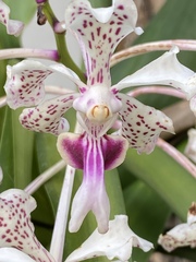 Vanda tricolor