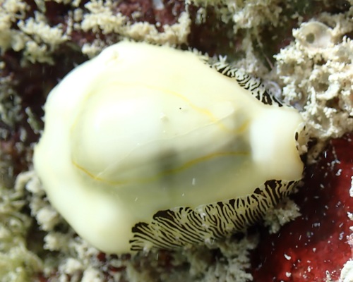 Cypraea moneta observed 2026-07-02