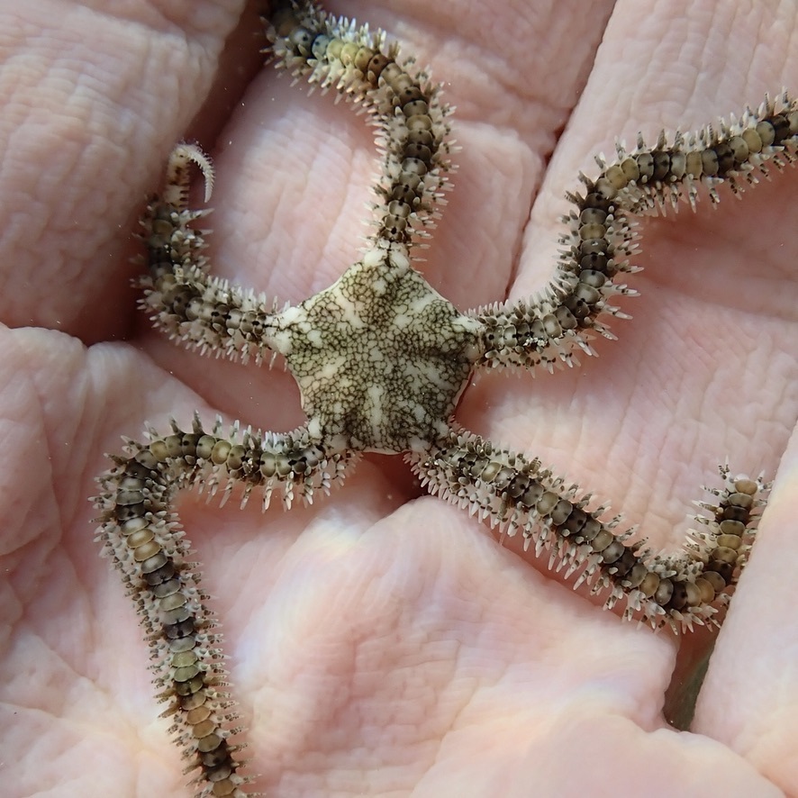 Breviturma brevipes