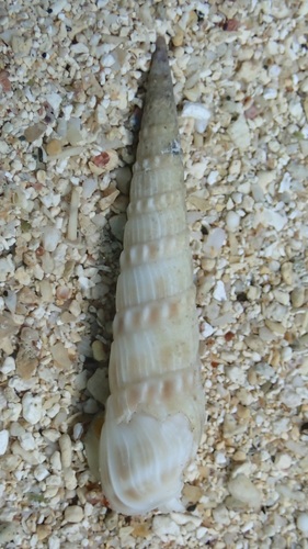 Oxymeris gouldi