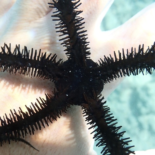 Ophiocoma erinaceus observed 2026-07-02