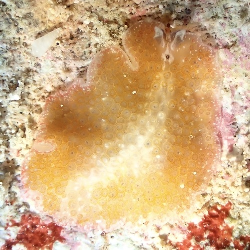 Thysanozoon tentaculatum observed 2026-07-02