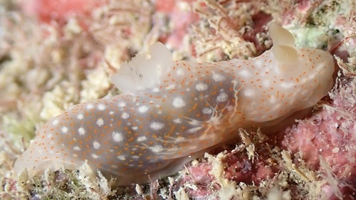 Gymnodoris okinawae, 2026-07-02