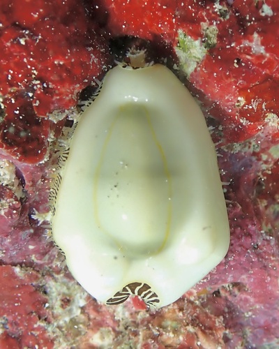 Cypraea moneta observed 2026-07-02