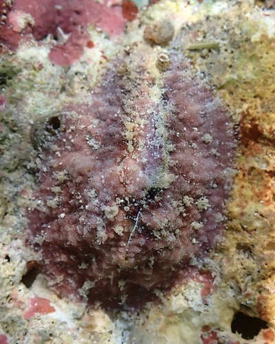 Dolabrifera dolabrifera, 2026-07-02