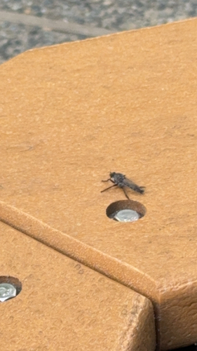 iNaturalist observation photo of White-winged March Fly