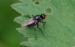 Hydrotaea diabolus