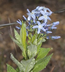 Amsonia ciliata texana