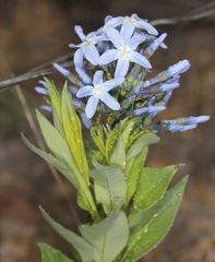 Amsonia ciliata texana