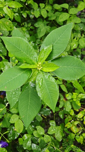 Euphorbia neorubella