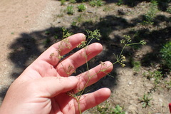 Spermolepis inermis
