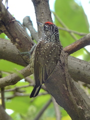 Picumnus albosquamatus
