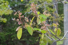 Amelanchier canadensis