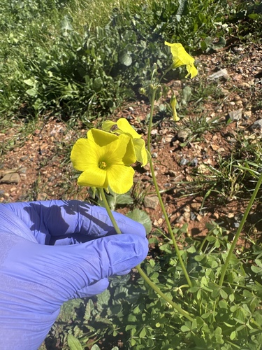 Bermuda buttercup