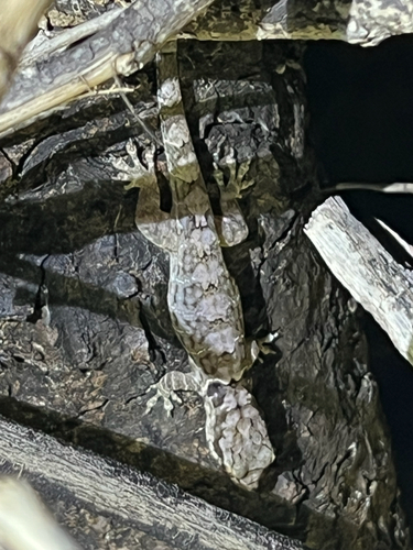 Croaking Lizard