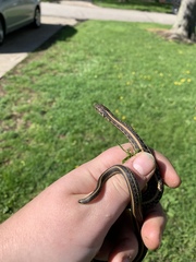 Thamnophis radix