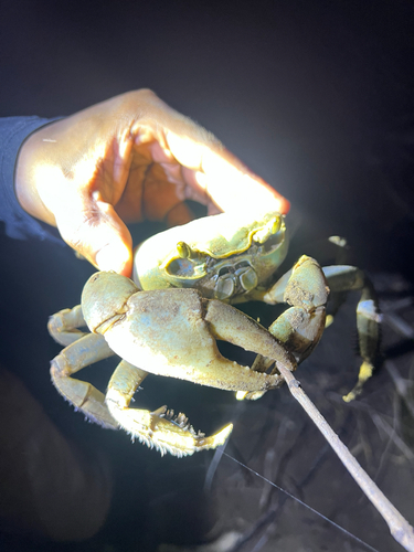 Blue Land Crab