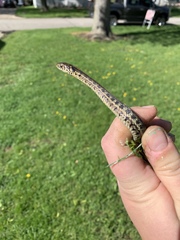 Thamnophis radix