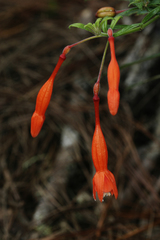 Fuchsia triphylla