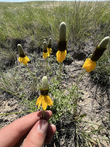 upright prairie coneflower