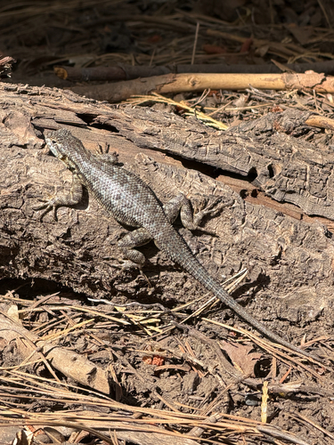 iNaturalist observation photo of Common Sagebrush Lizard
