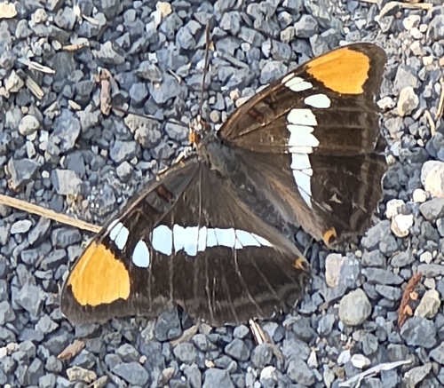 iNaturalist observation photo of California Sister