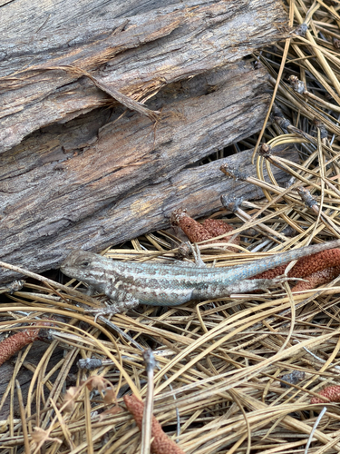 iNaturalist observation photo of Common Sagebrush Lizard