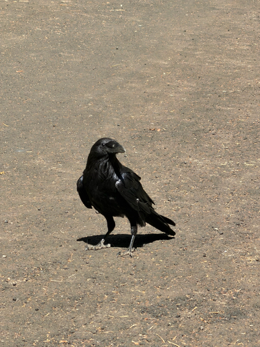 iNaturalist observation photo of Common Raven