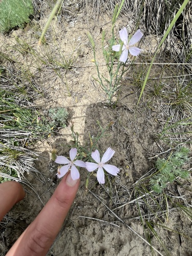 rush skeletonplant