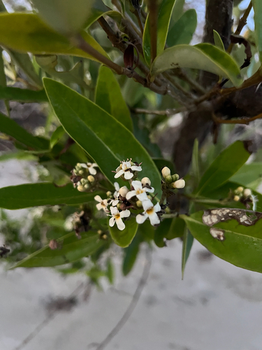 black mangrove