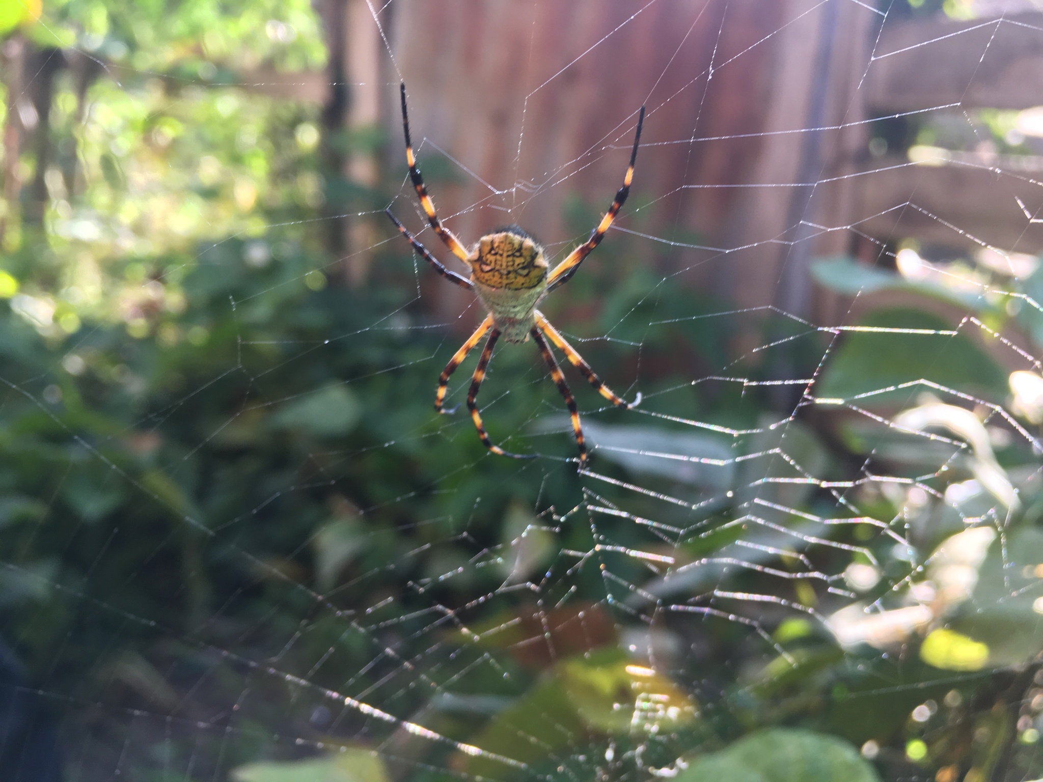 Argiope argentata image
