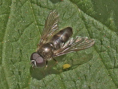 Cheilosia semifasciata